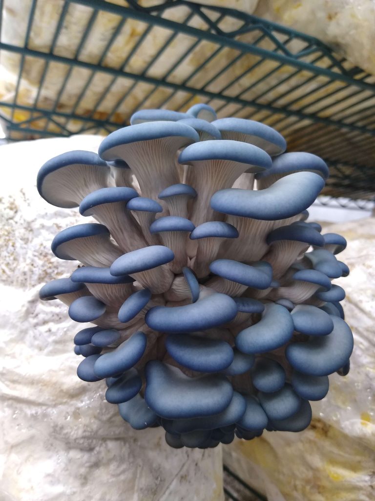 פטריות צדף כחולות