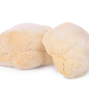 פטריית רעמת האריה HERICIUM HERINACEUS
