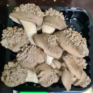 פטריית פנינה שחורה