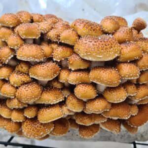 פטריית ערמונים (צ'סטנט)