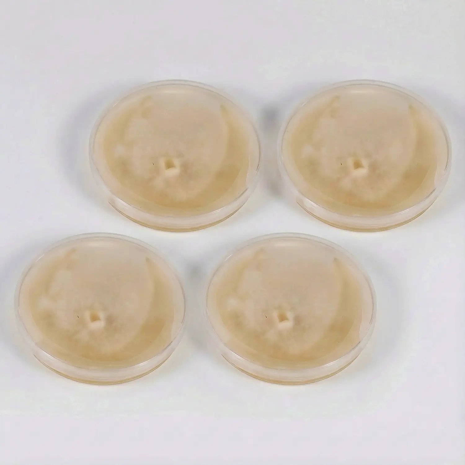 צלחת פטרי המכילה תפטיר פטריות