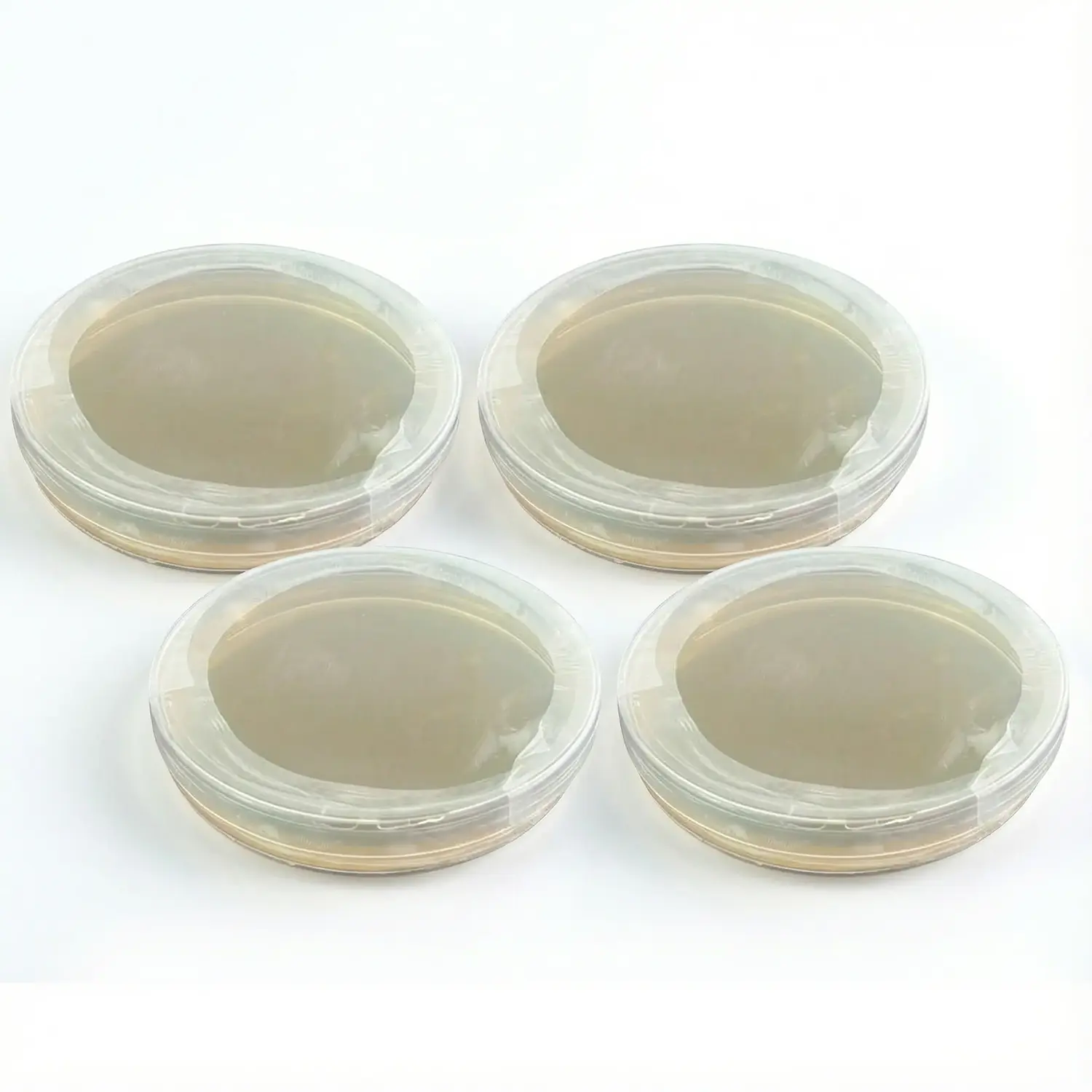 צלחת פטרי עם אגר מעוקר