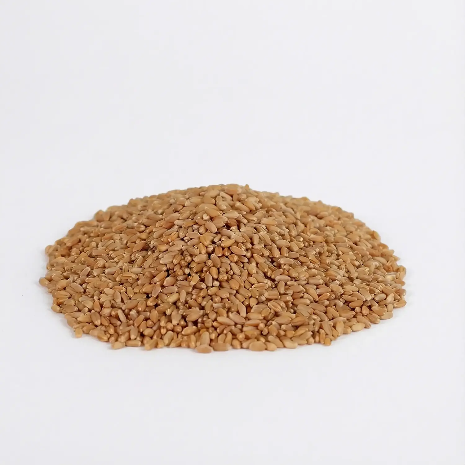 זרעי חיטה אורגנית