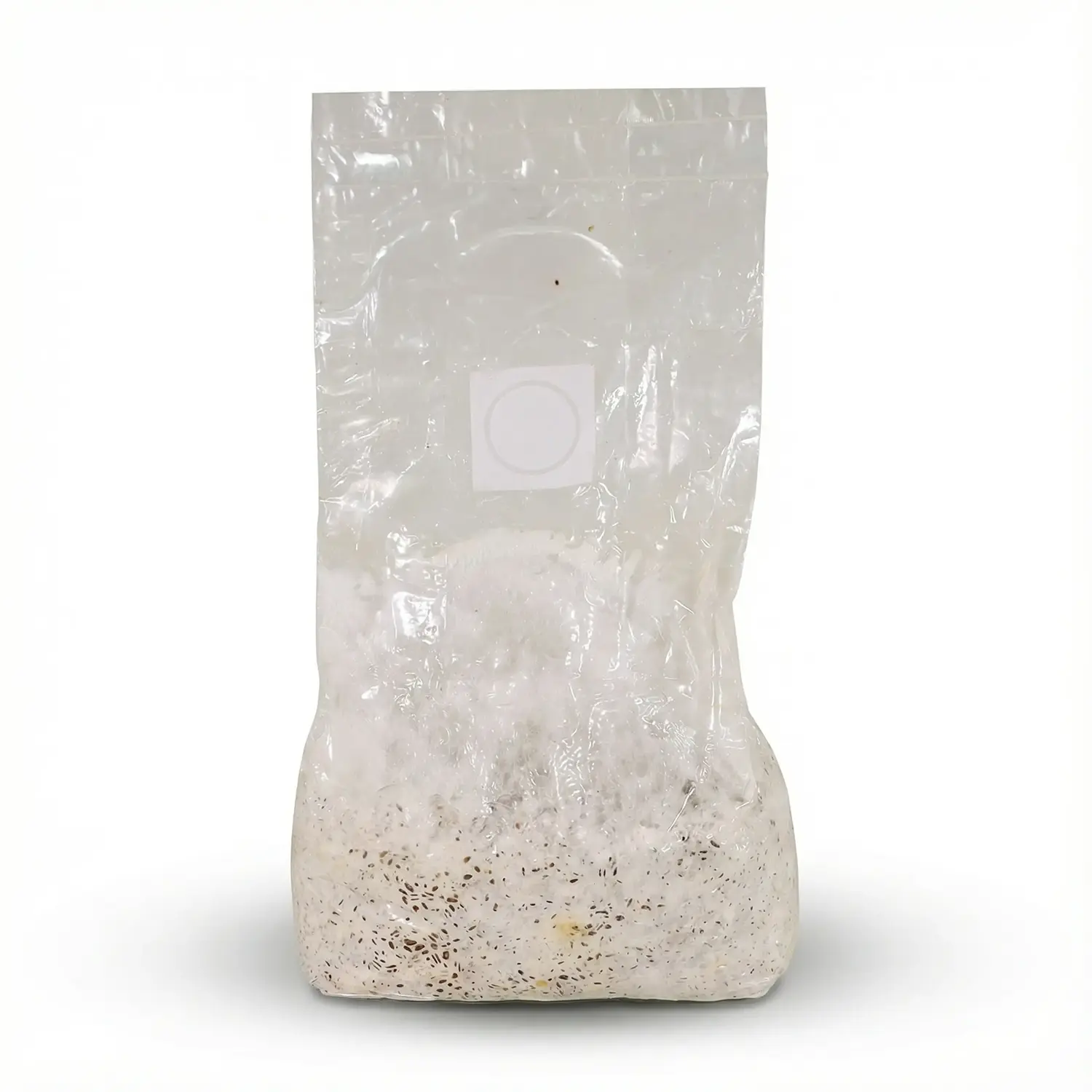 מזרע חיטה אורגנית מוכן להזרעה